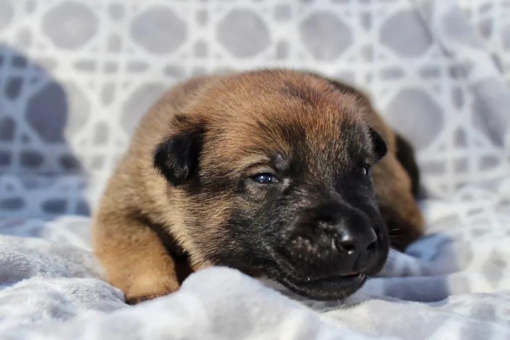 “B” Litter photo 33