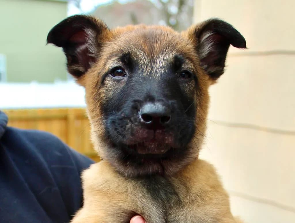“B” Litter photo 188