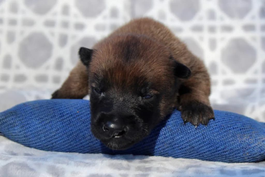 “B” Litter photo 51