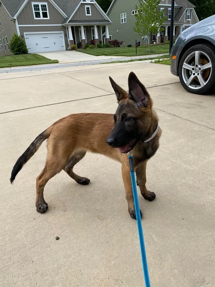 “B” Litter photo 396