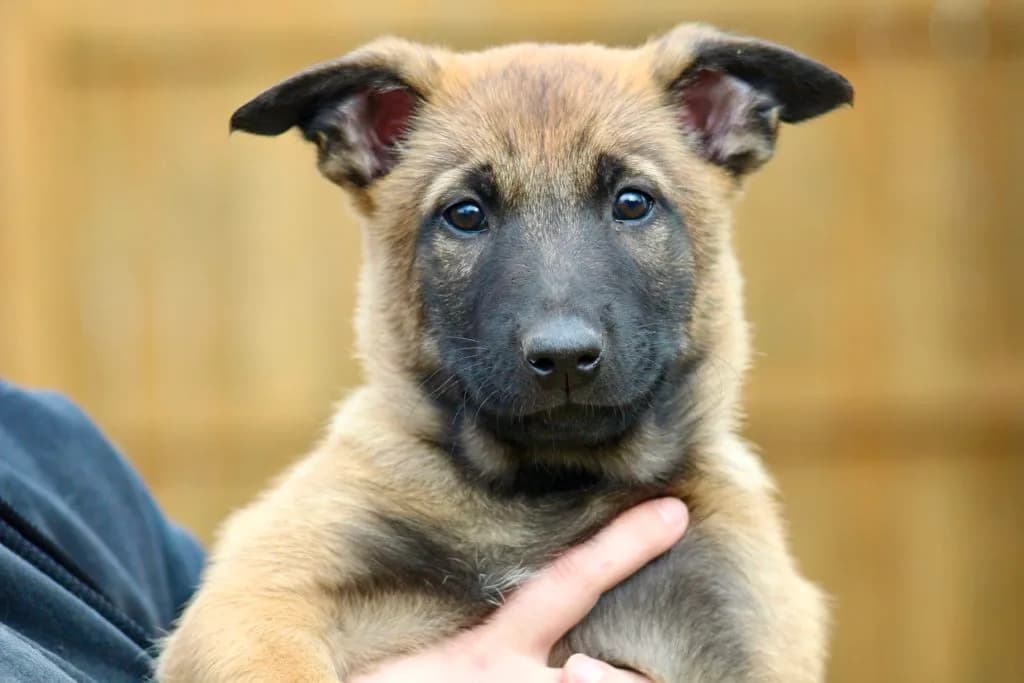 “B” Litter photo 207