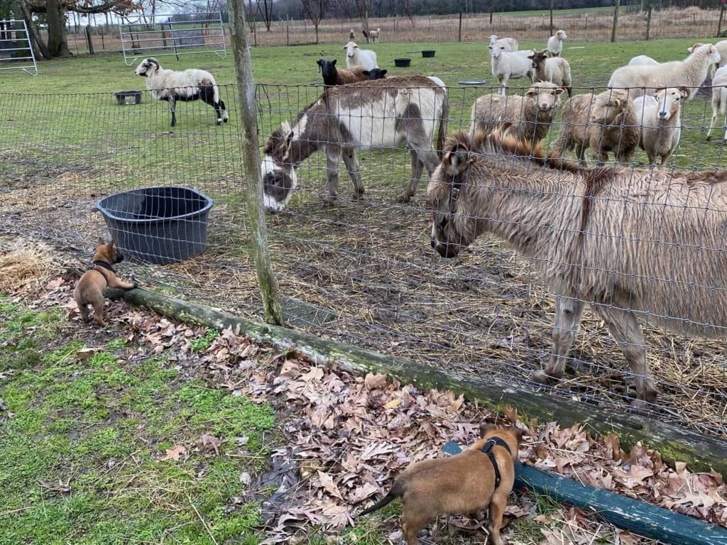 “B” Litter photo 156