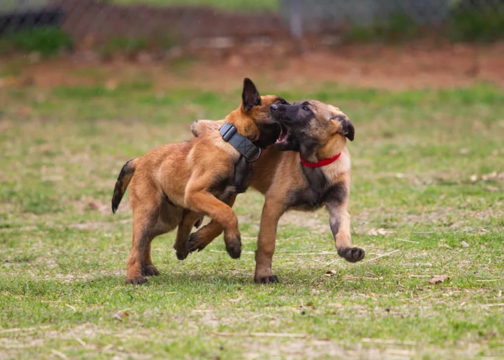 “B” Litter photo 344