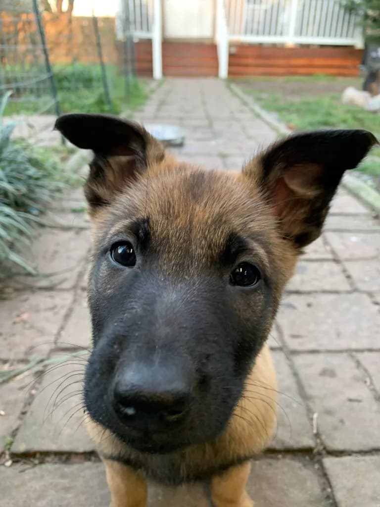 “B” Litter photo 183