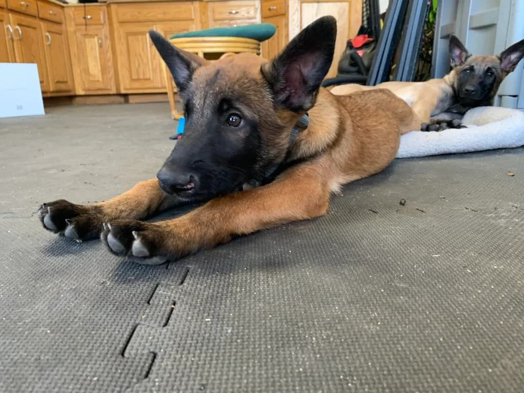 “B” Litter photo 355