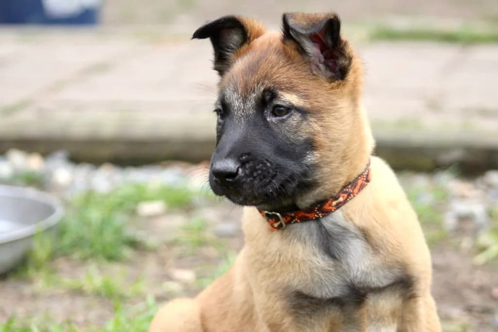 “B” Litter photo 200