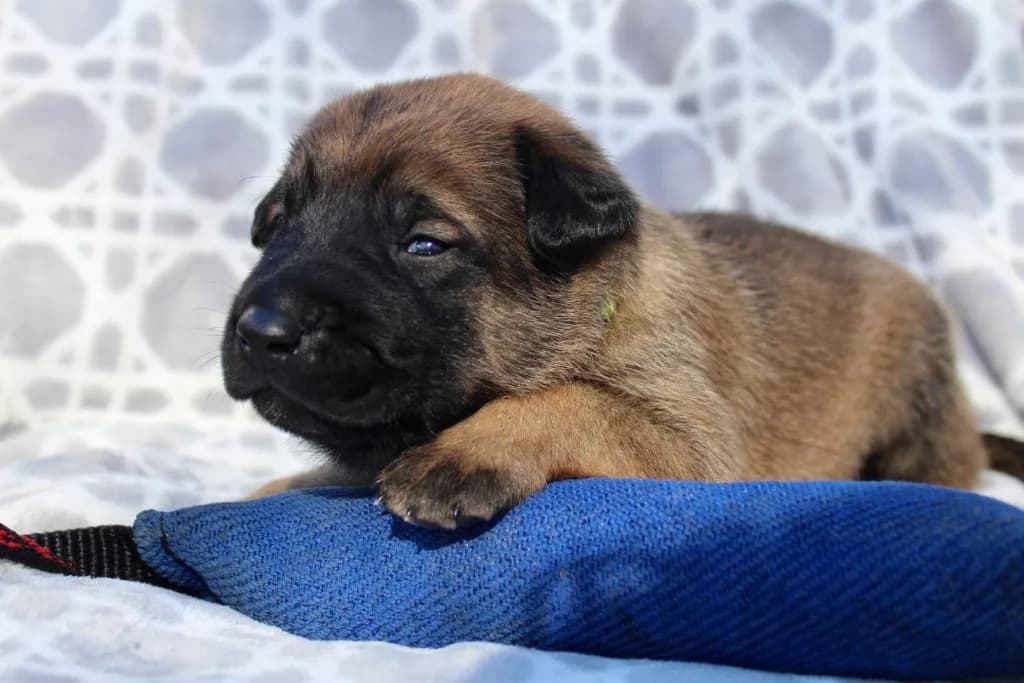 “B” Litter photo 37