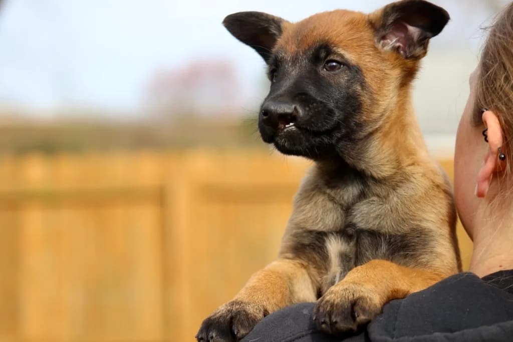 “B” Litter photo 227