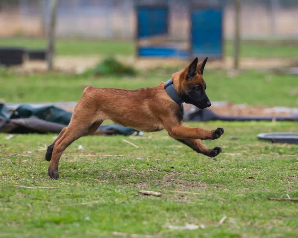 “B” Litter photo 321