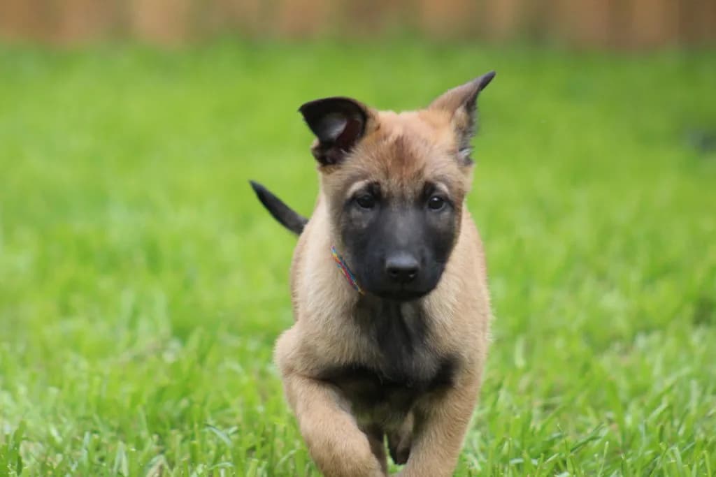 “B” Litter photo 204
