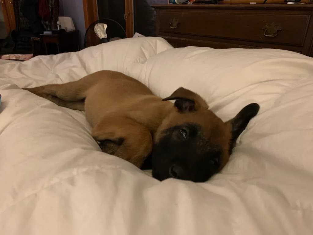 “B” Litter photo 274