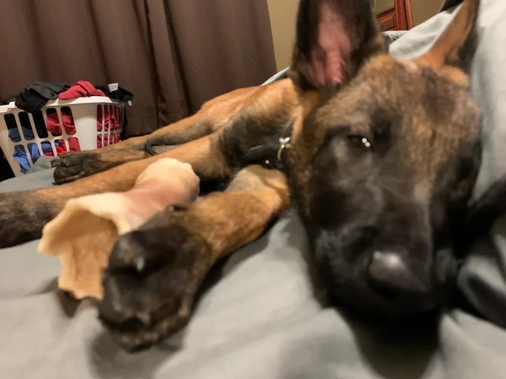 “B” Litter photo 371