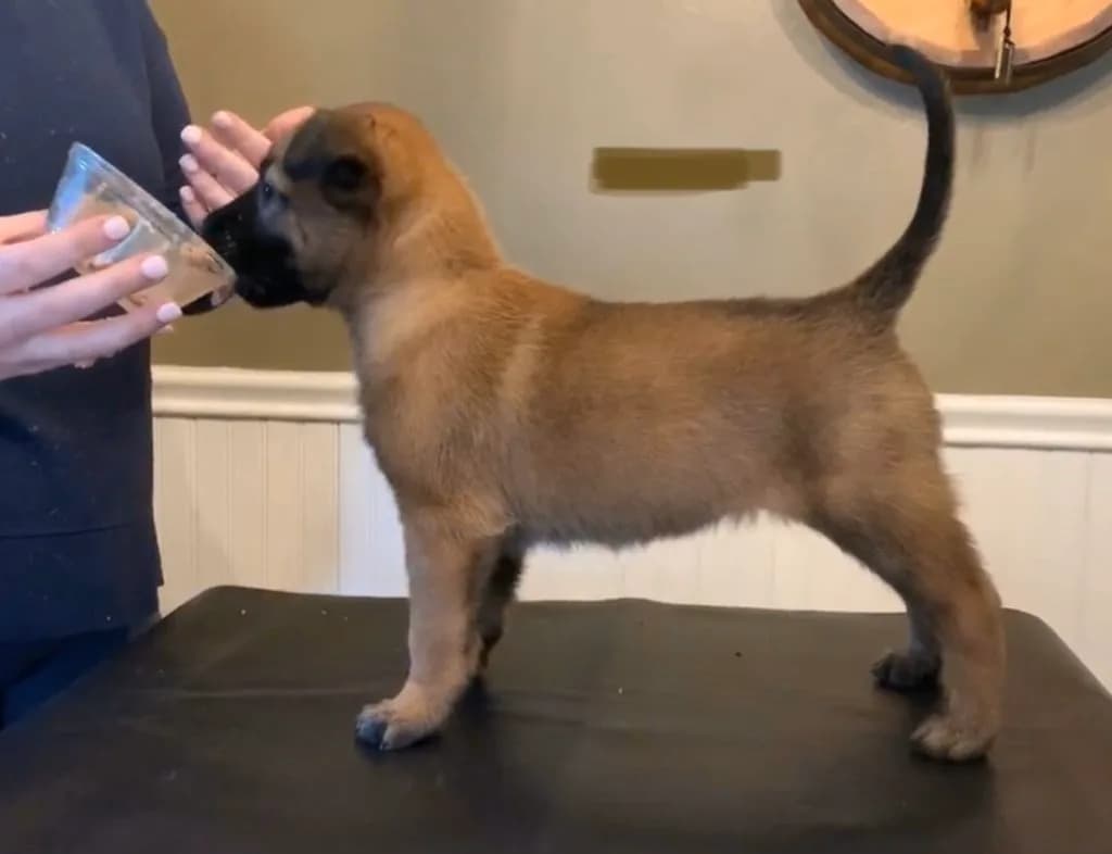 “B” Litter photo 120