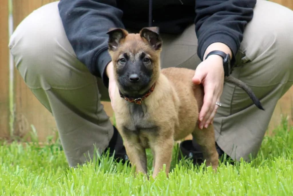 “B” Litter photo 190