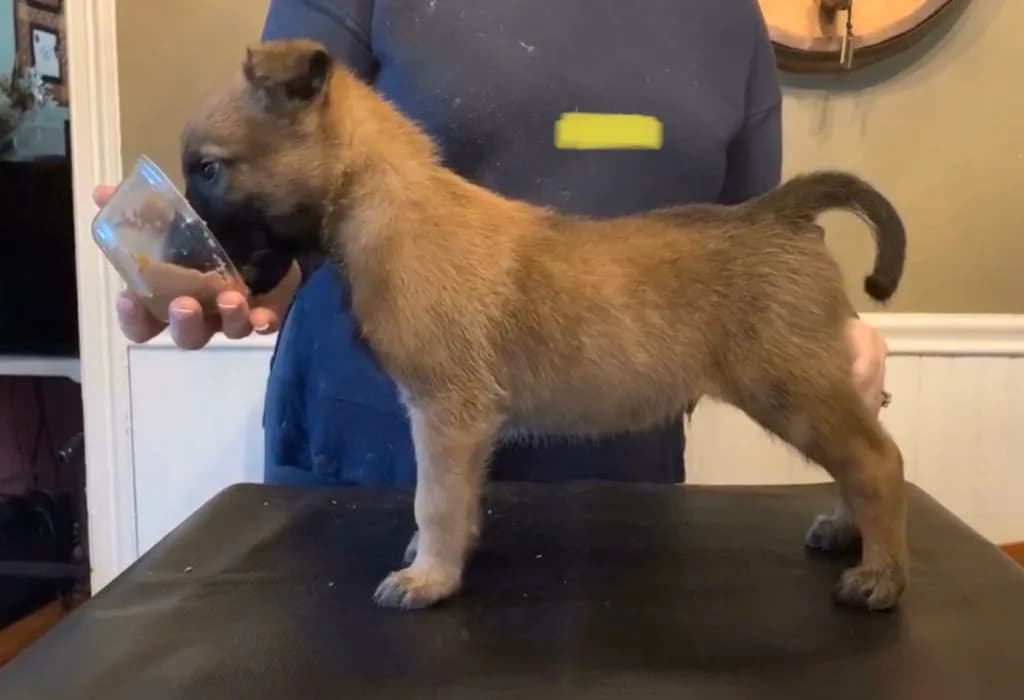 “B” Litter photo 129