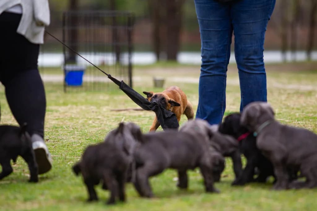 “B” Litter photo 328