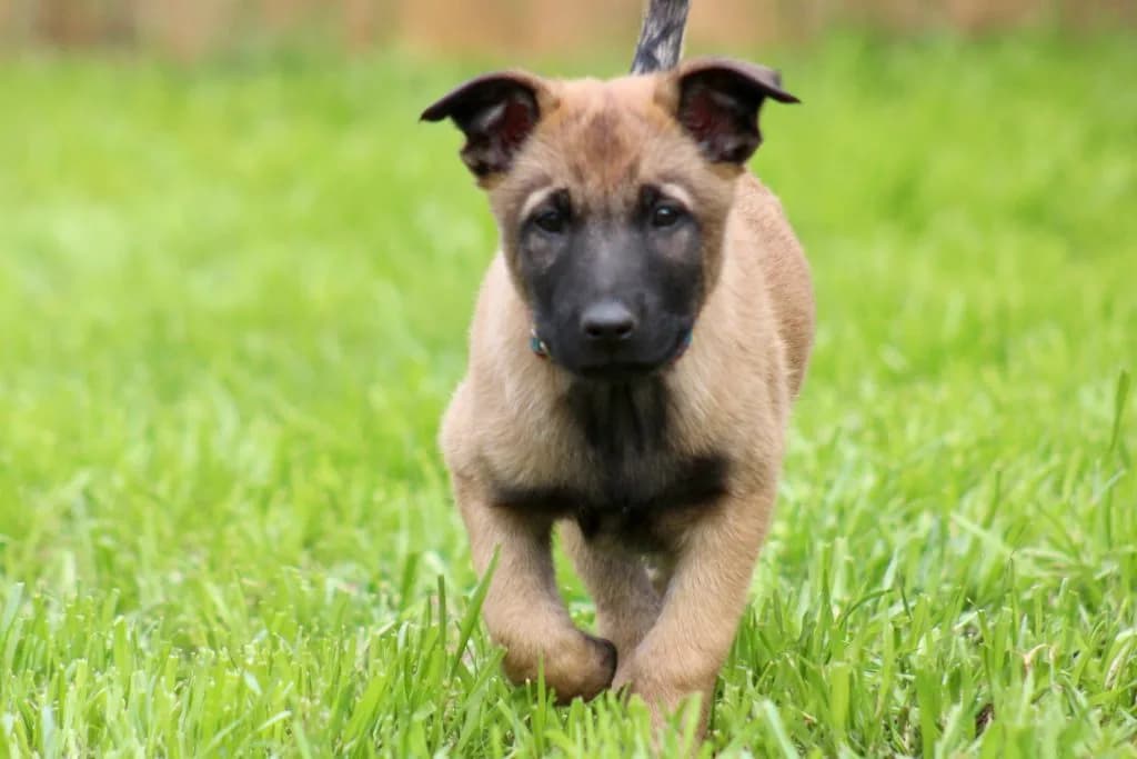 “B” Litter photo 208