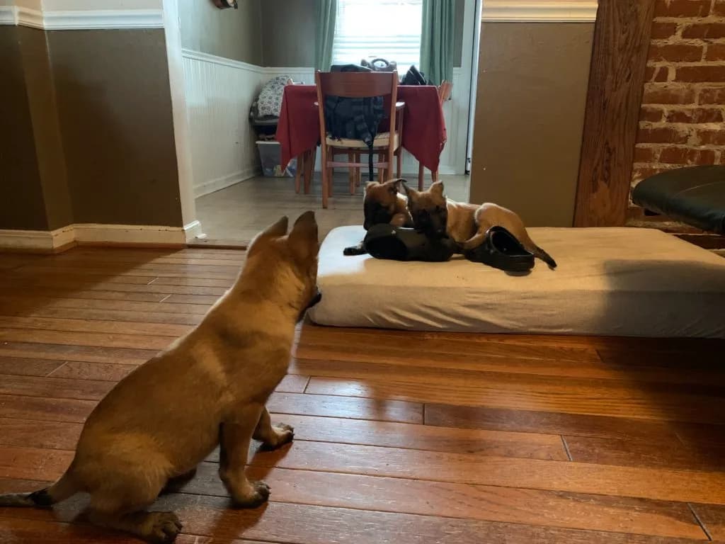 “B” Litter photo 282