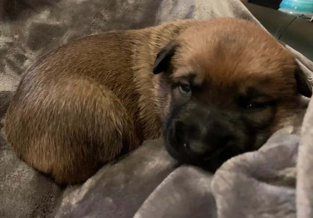 “B” Litter photo 23
