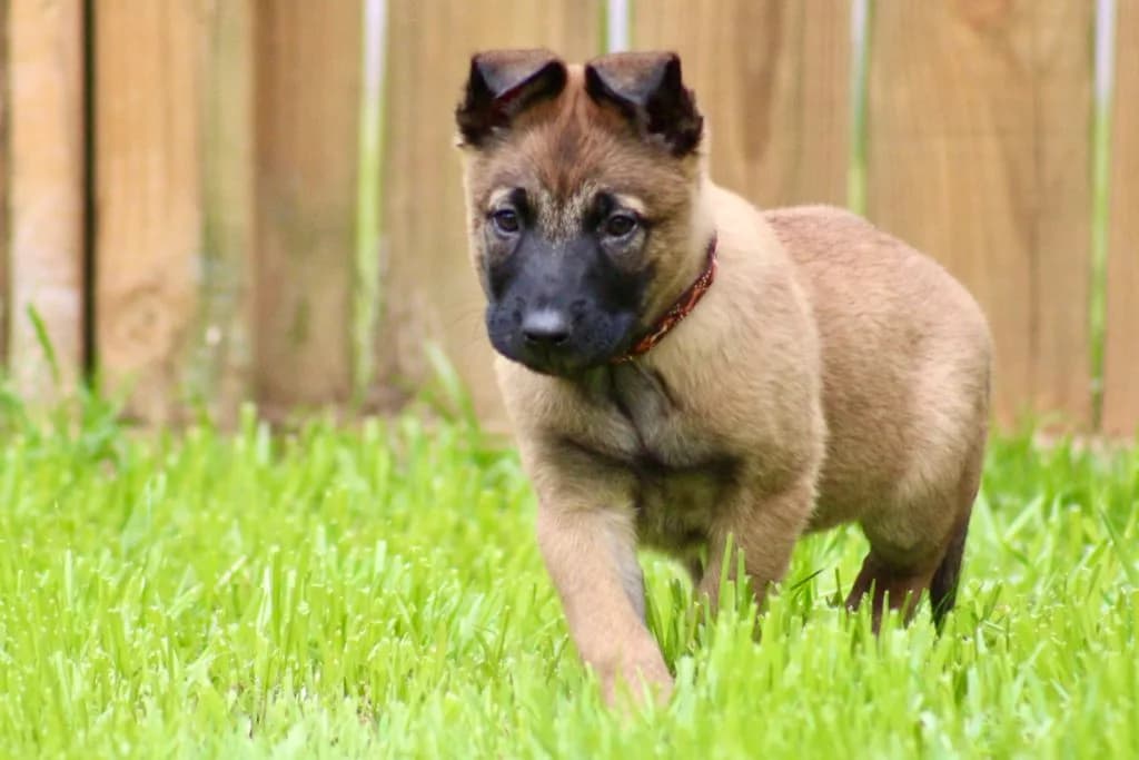 “B” Litter photo 192