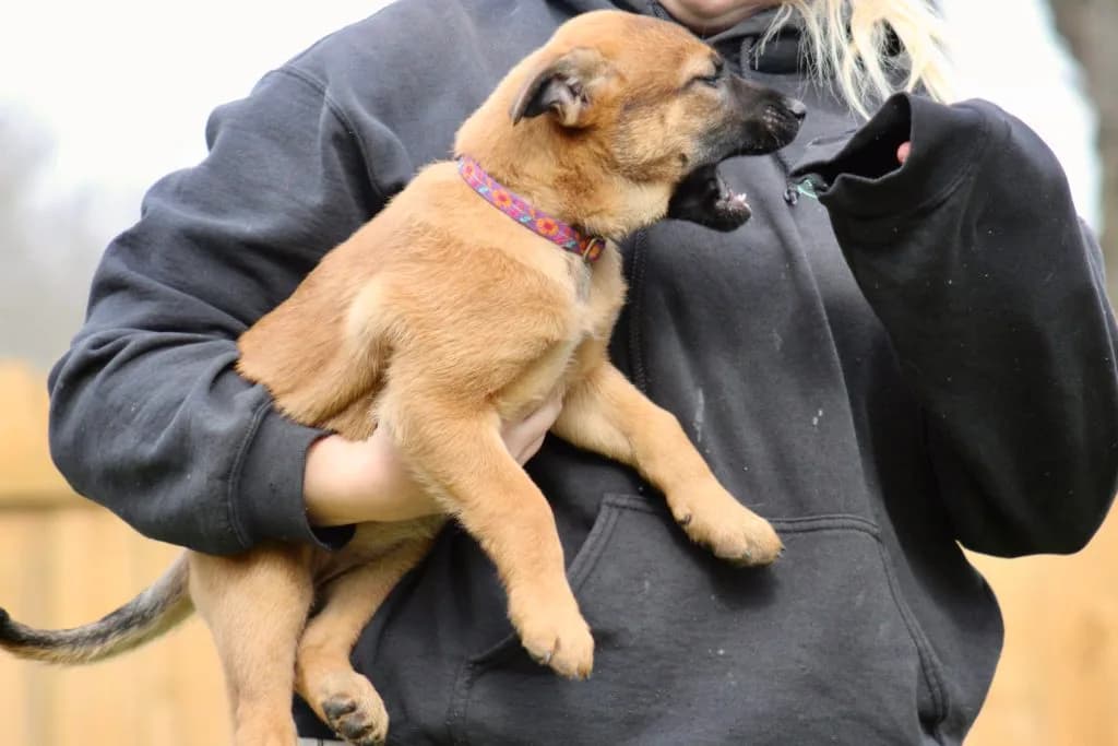 “B” Litter photo 220