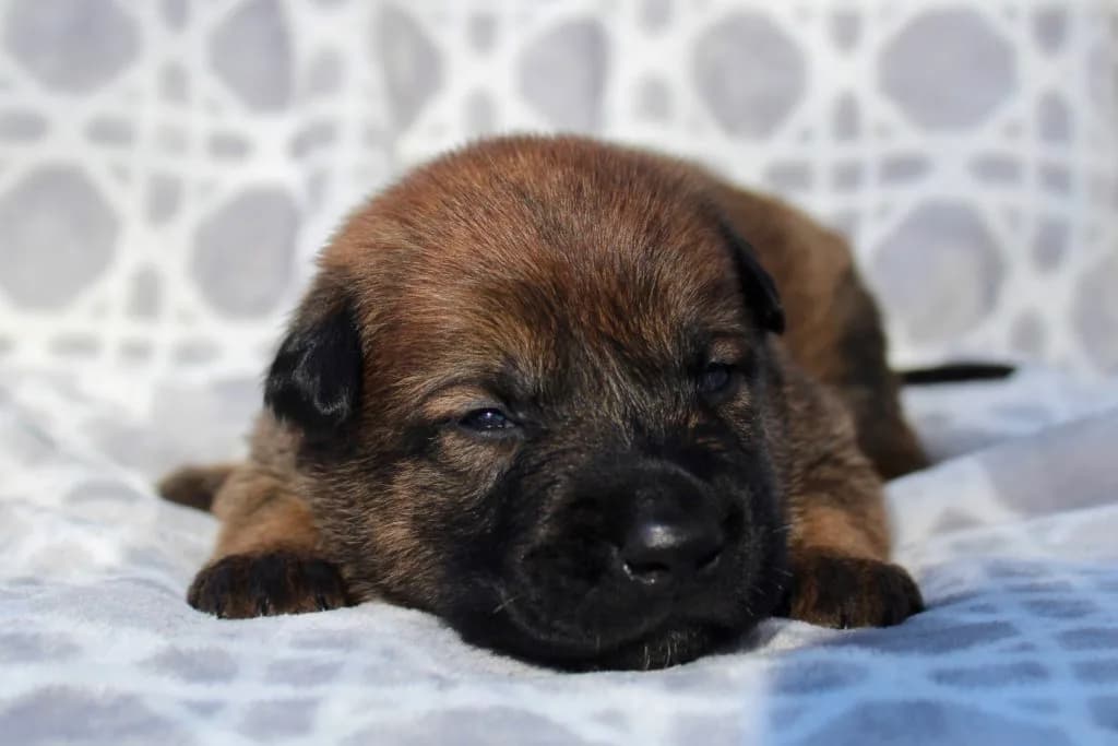 “B” Litter photo 50