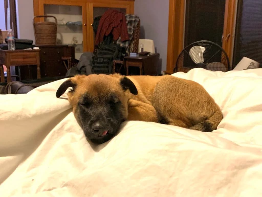 “B” Litter photo 278
