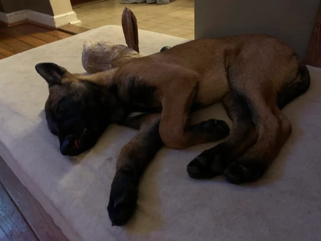 “B” Litter photo 369