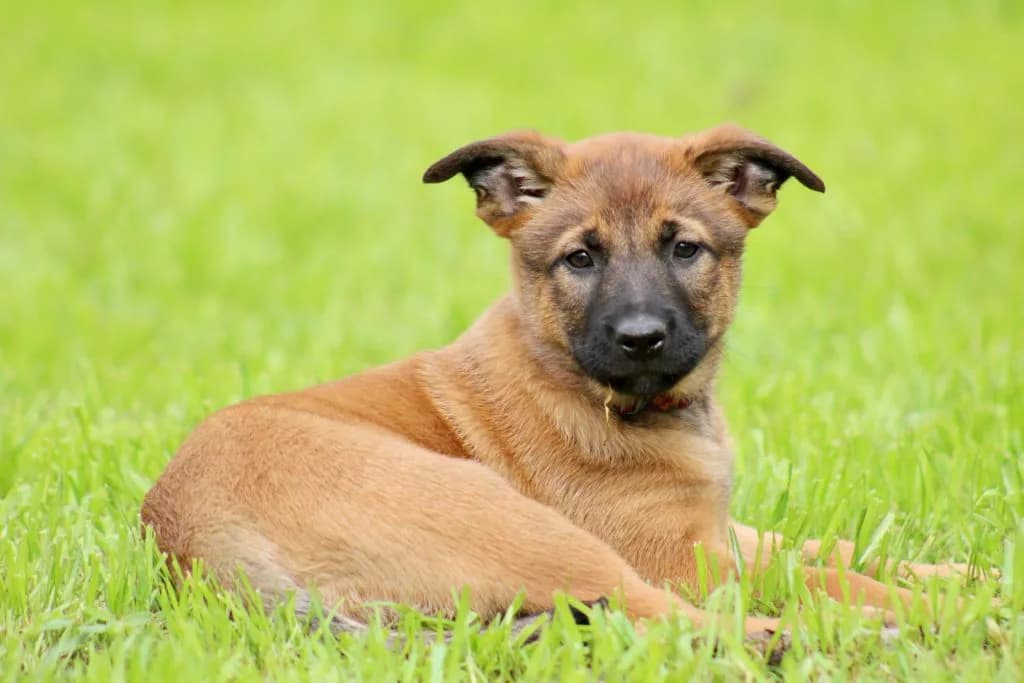 “B” Litter photo 225