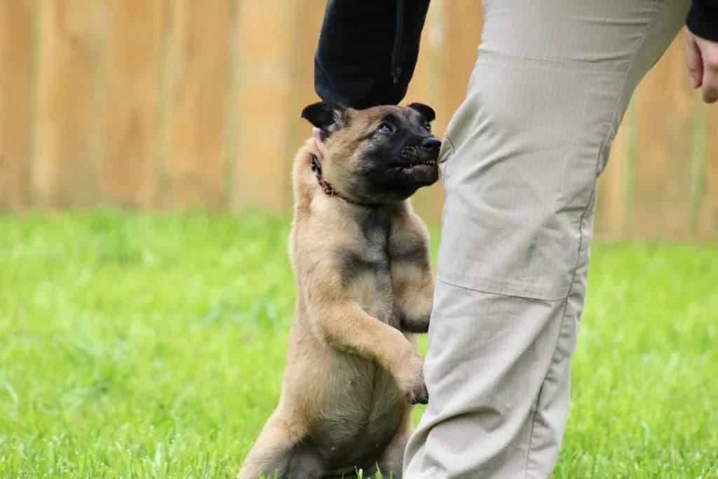 “B” Litter photo 193