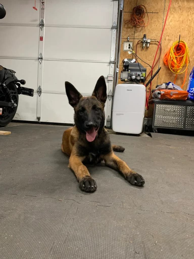 “B” Litter photo 412
