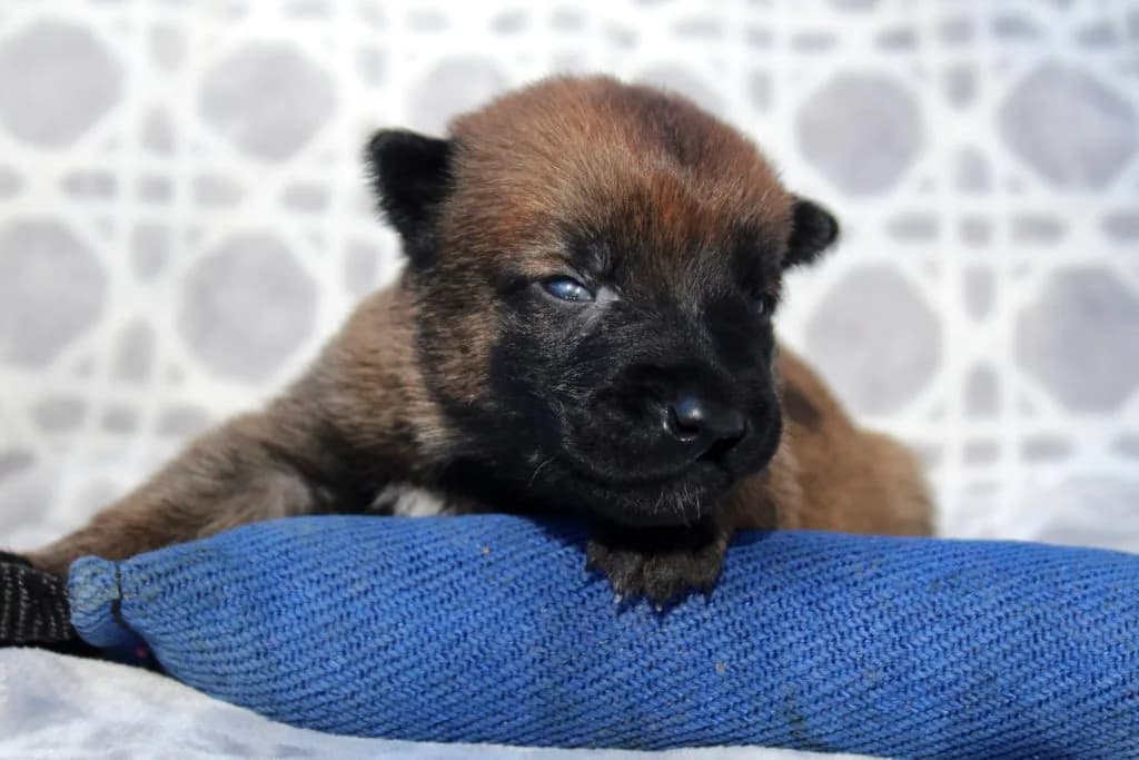 “B” Litter photo 43