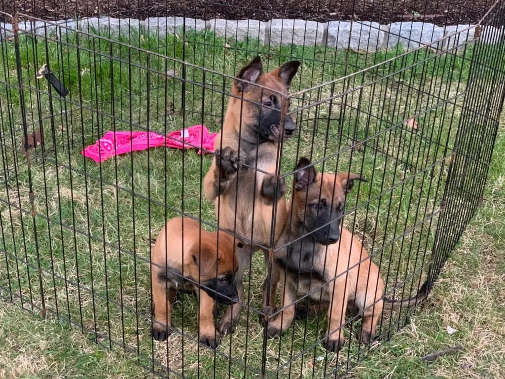 “B” Litter photo 281