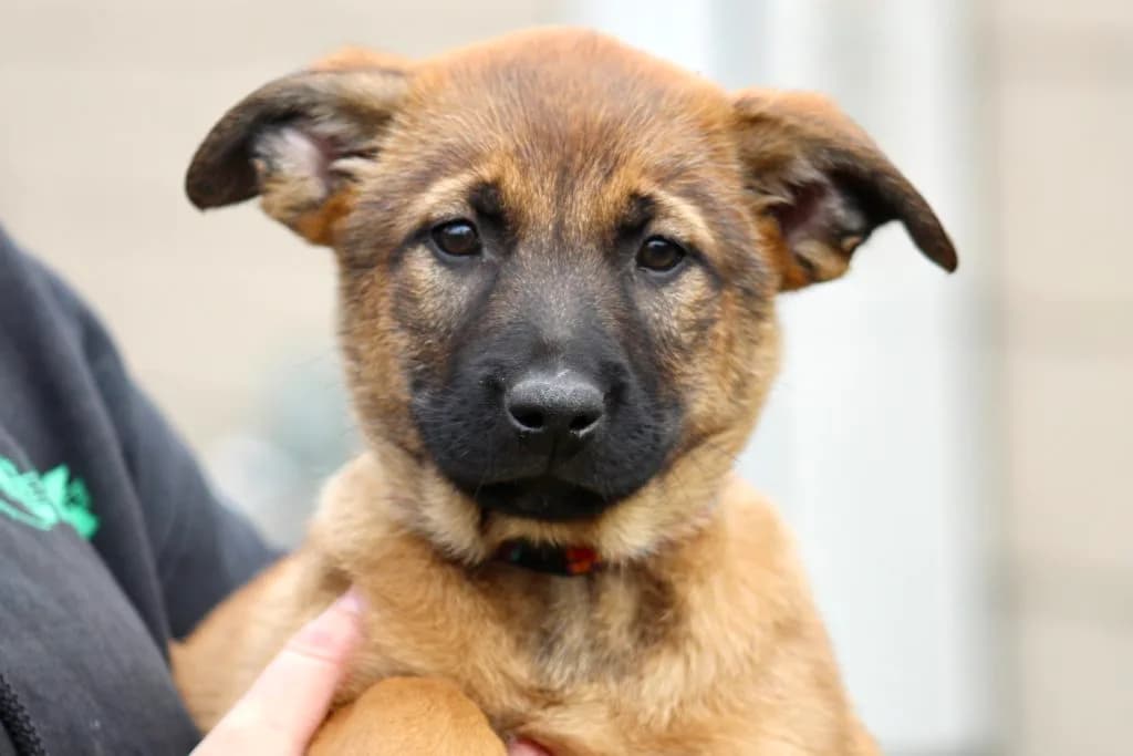 “B” Litter photo 214