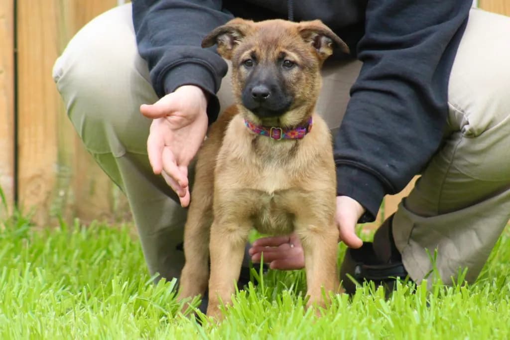 “B” Litter photo 223