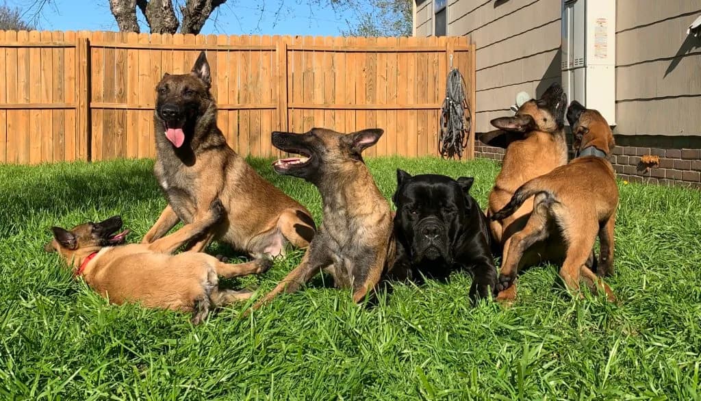 “B” Litter photo 359