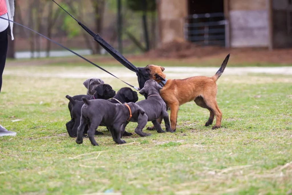 “B” Litter photo 330