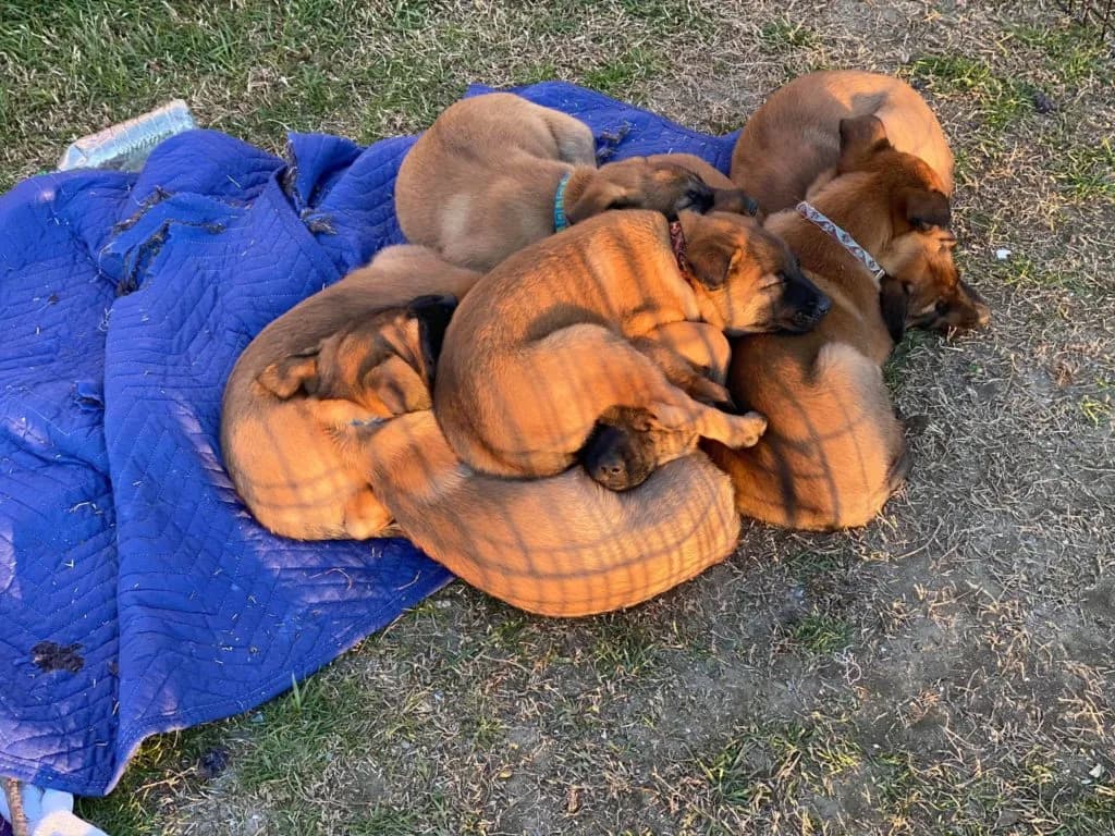 “B” Litter photo 173