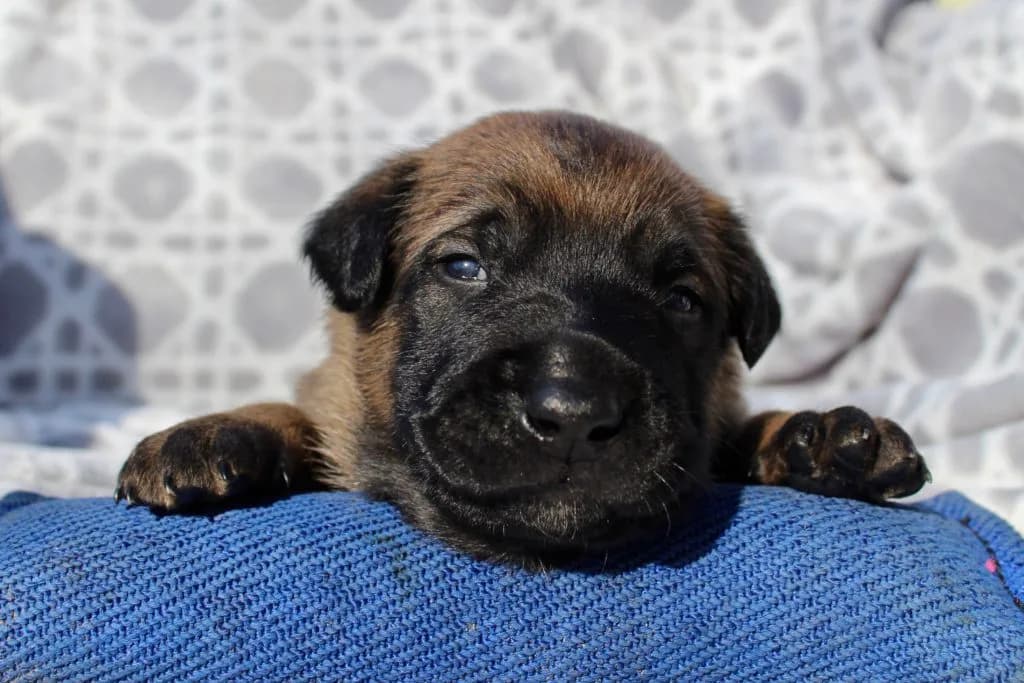 “B” Litter photo 28