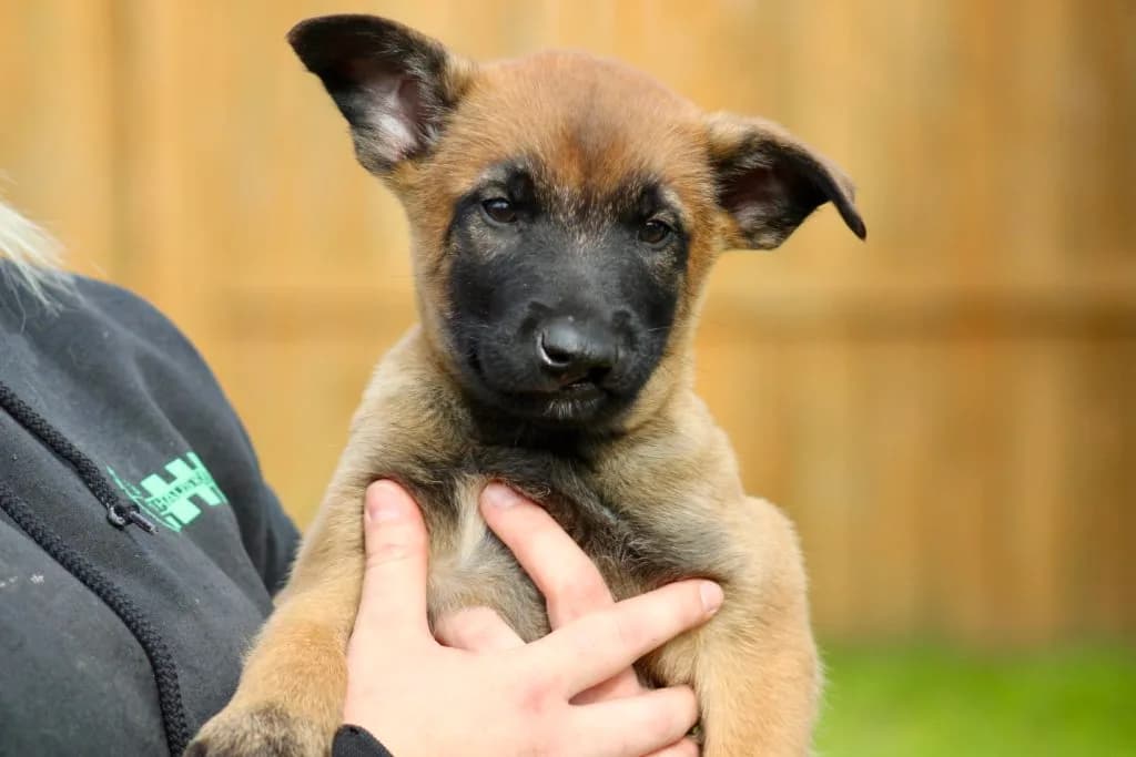 “B” Litter photo 228