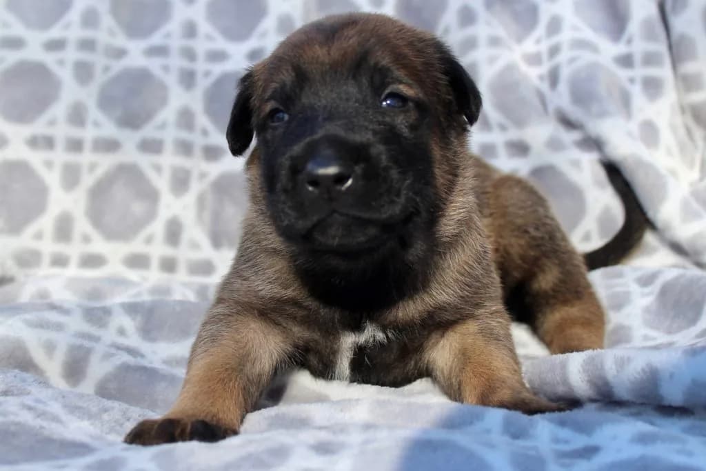 “B” Litter photo 38