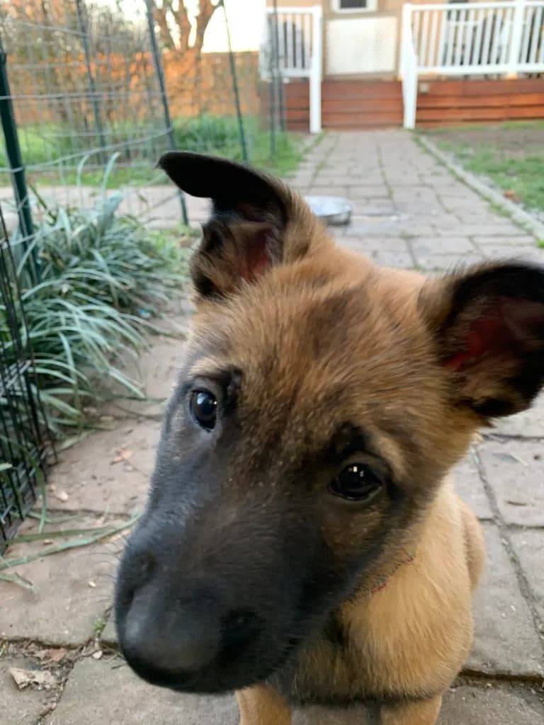 “B” Litter photo 181