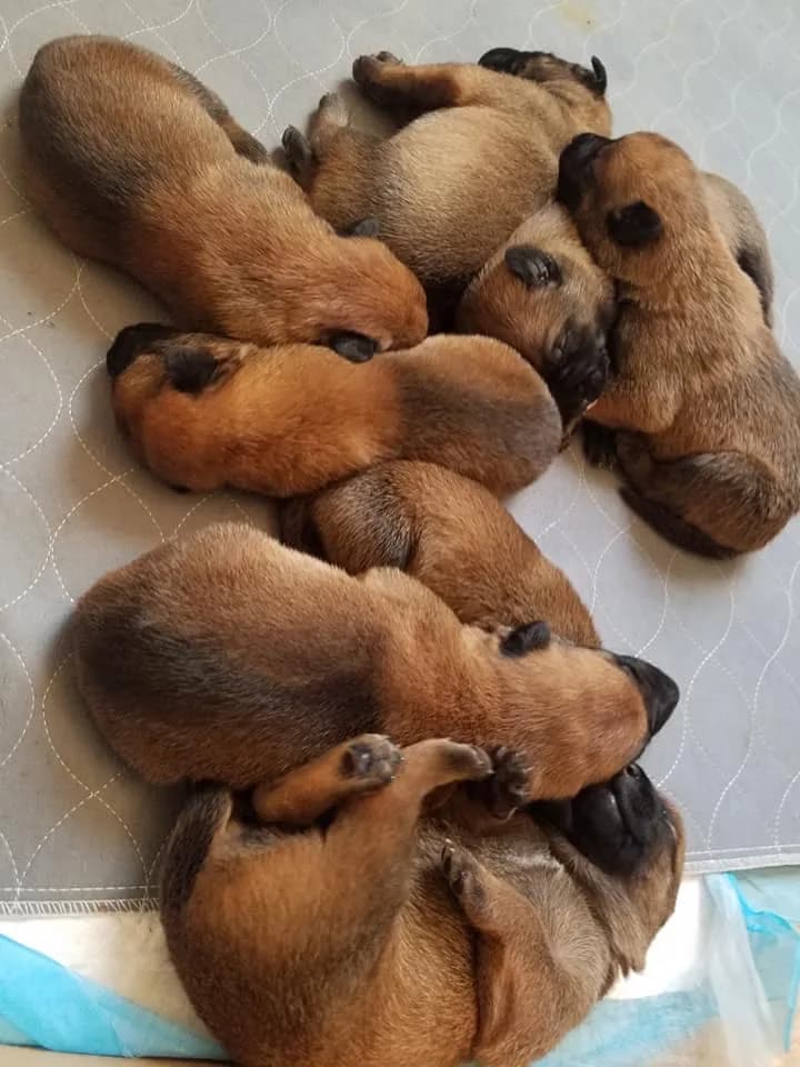 “B” Litter photo 19