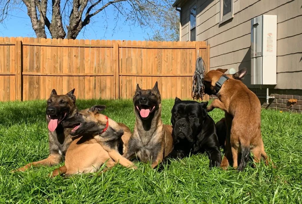 “B” Litter photo 356
