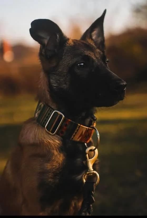 “B” Litter photo 367