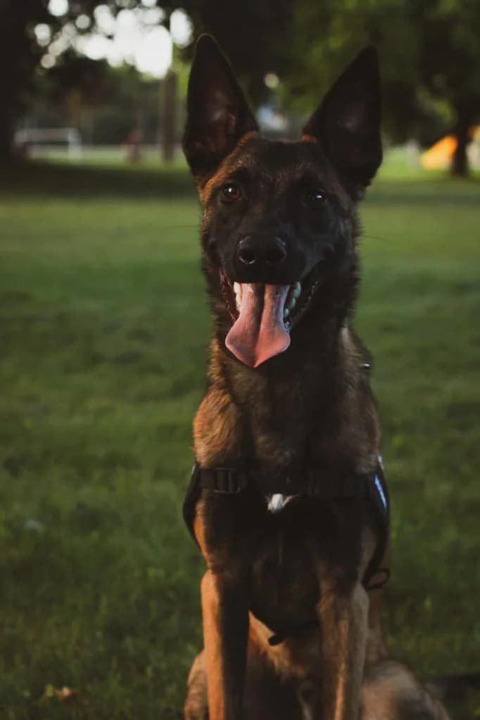 “B” Litter photo 418