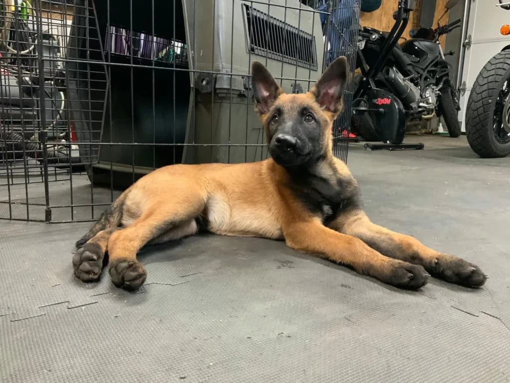 “B” Litter photo 323