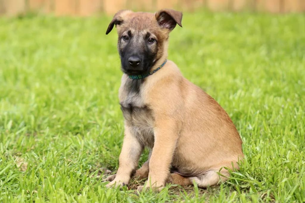 “B” Litter photo 251