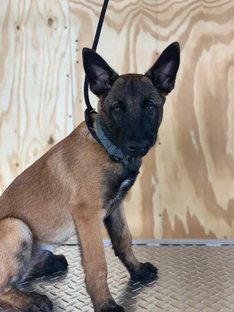 “B” Litter photo 384