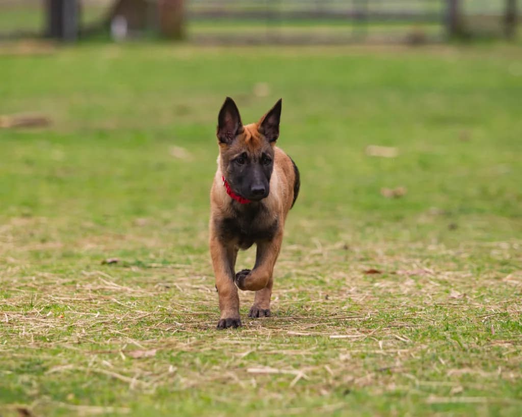 “B” Litter photo 341